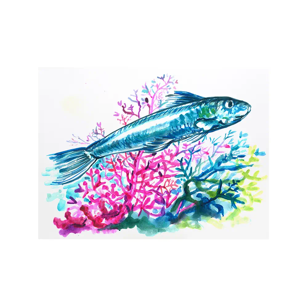Litografia con disegno ad acquerello di una sardina