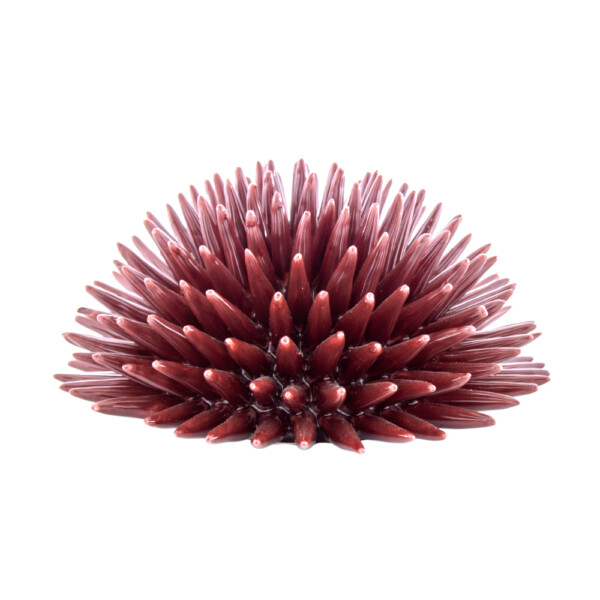 Sea Urchin Burgundy Red L