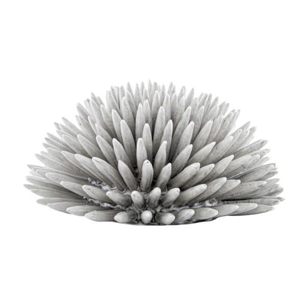 Sea Urchin Smoked Gray L