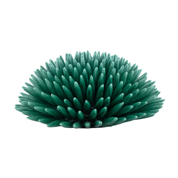 Sea Urchin Sicilian Green L